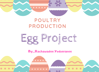 ไข่วิเศษ (Egg Project) AAG999